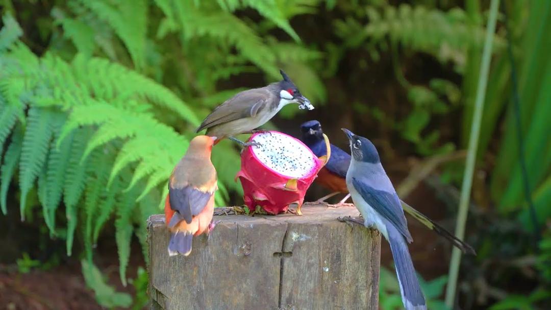 Cat TV for Cats to Watch 😺🐦Adorable Birds & Squirrels 🐿️ Videos for Cats to Watch [NO ADS]
