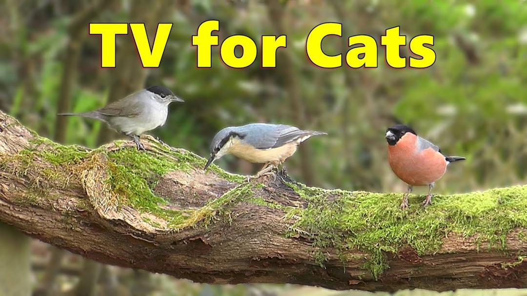 Cat TV ~ Bird Watching Videos for Cats ⭐ 8 HOURS ⭐