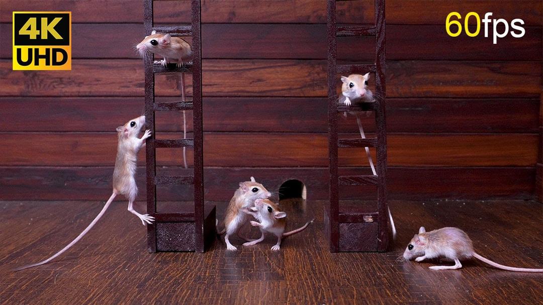 Cat TV: Energetic Mice Climbing, Playing, and Chasing Fun for Cats to Watch in 4K UHD