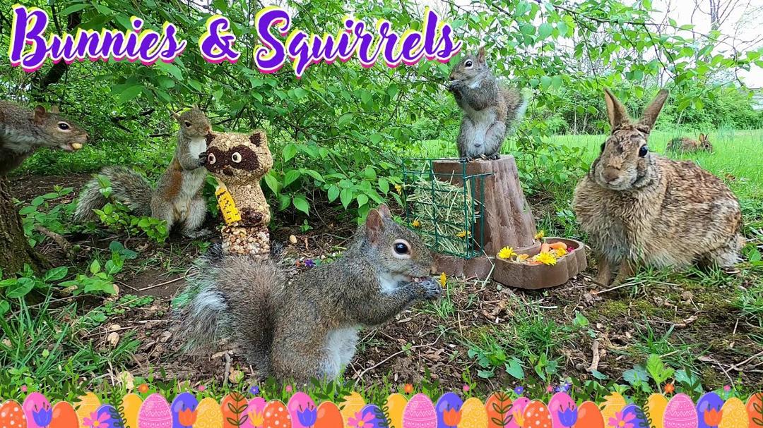Entertain Your Pets with Bunnies & Squirrels 🦝🥜🐶😺📺[No Ad Interruptions] 10 Hours - Cat & Dog TV