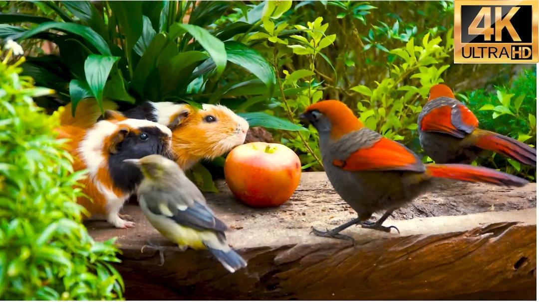 Magical Cat TV 😺 Birds & Squirrels Celebrate a Feast on the Wall 🐿️ Cat Sensory Videos 4K HDR