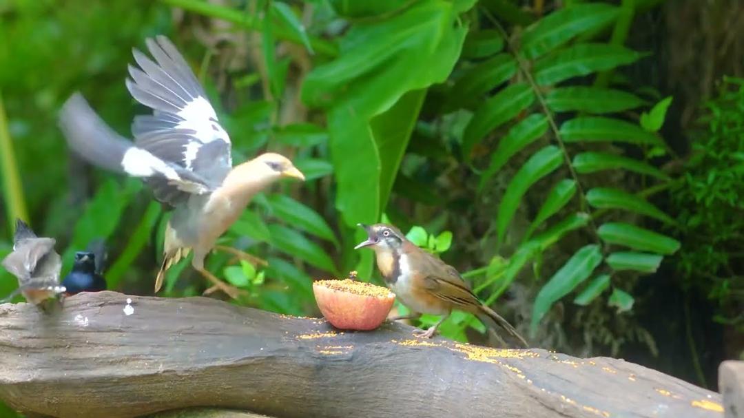 CAT TV NO ADS 😺 Forest Fruit Party with Red Squirrels and Birds 🦝 4 hours Nature Fun for Everyone 4K