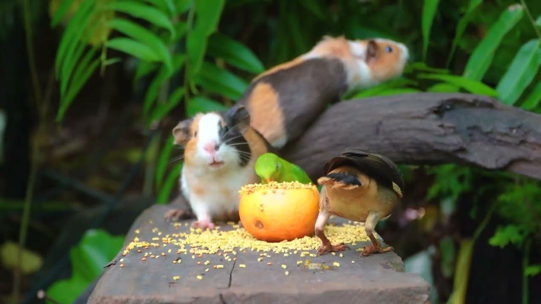 [No Ad Interruptions] Cat TV 😺 Unlimited Birds and Squirrels All Day Long 🐿️ 4 Hours videos for cats
