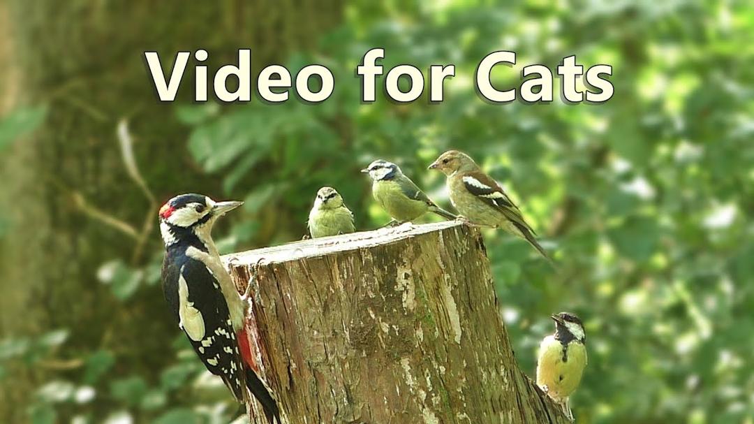 Videos for Cats to Watch : Woodpecker Surprise - 8 HOURS ✔️
