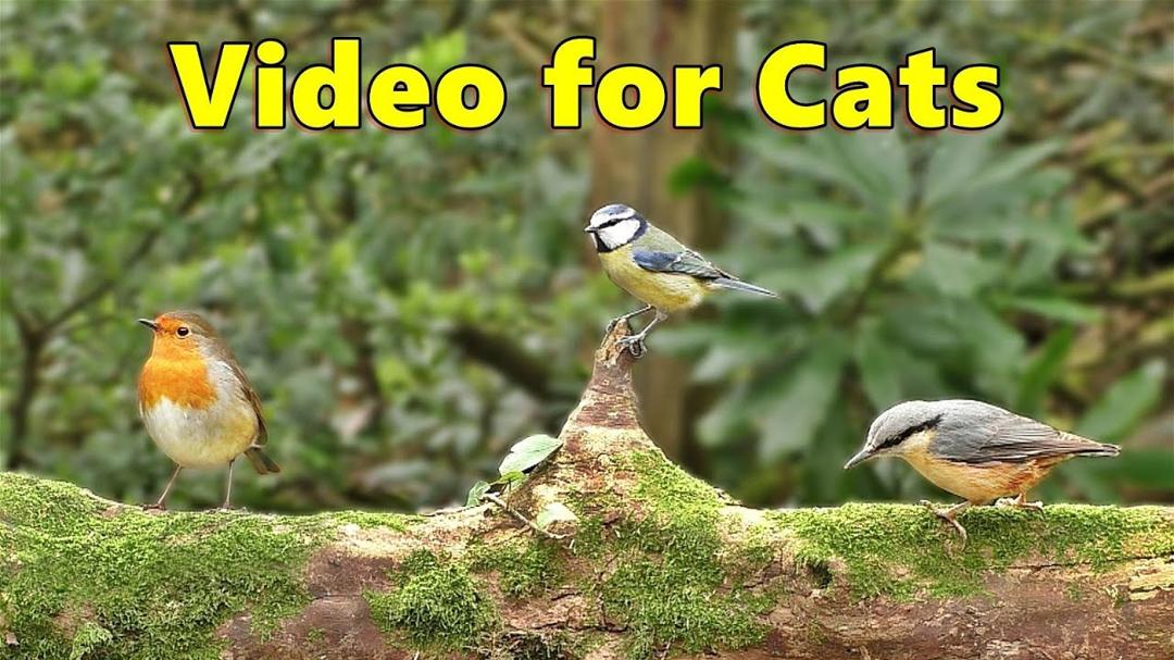 Cat TV Videos ~ Birds in Springtime for Cats to Watch