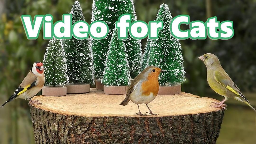 Cat TV 🎄 Birds for Cats to Watch Christmas Extravaganza