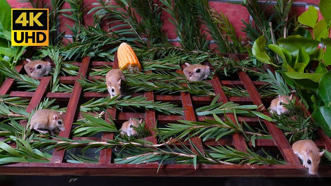 Cat TV Mouse Maze | Real Mice Pop Out of Holes in the Ultimate Natural Leaf Playground 4k UHD