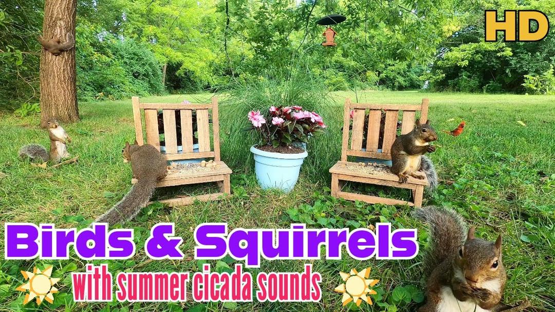 🐦Birds & Squirrels w/ Cicada sounds | 10-Hour Cat & Dog TV | Background Entertainment