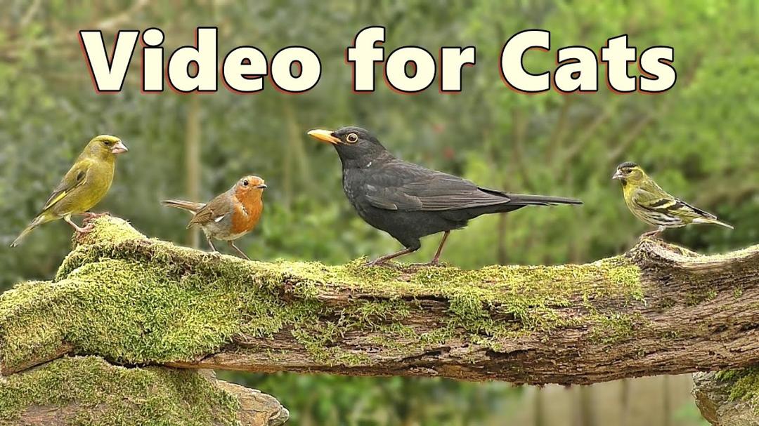 Videos for Cats to Watch ~ Woodland Birdwatching