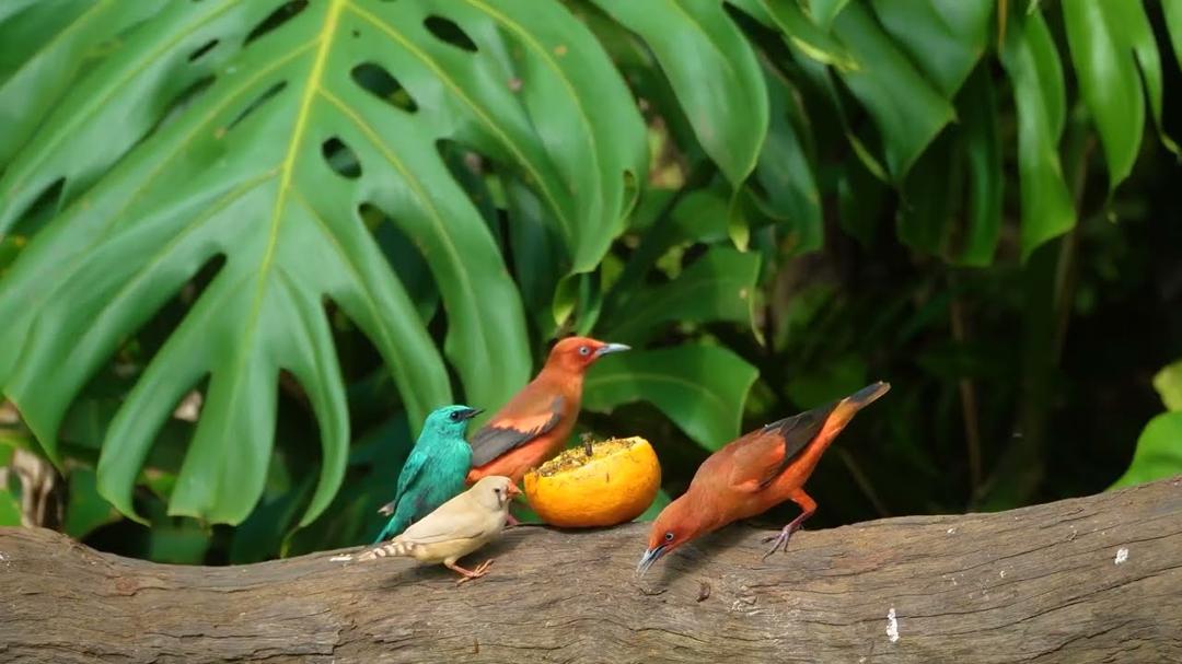 Soothing Cat TV 😻 Watch Squirrels and Birds Eat Together in the Garden 🐦🐿️ Sensory Video for Cats