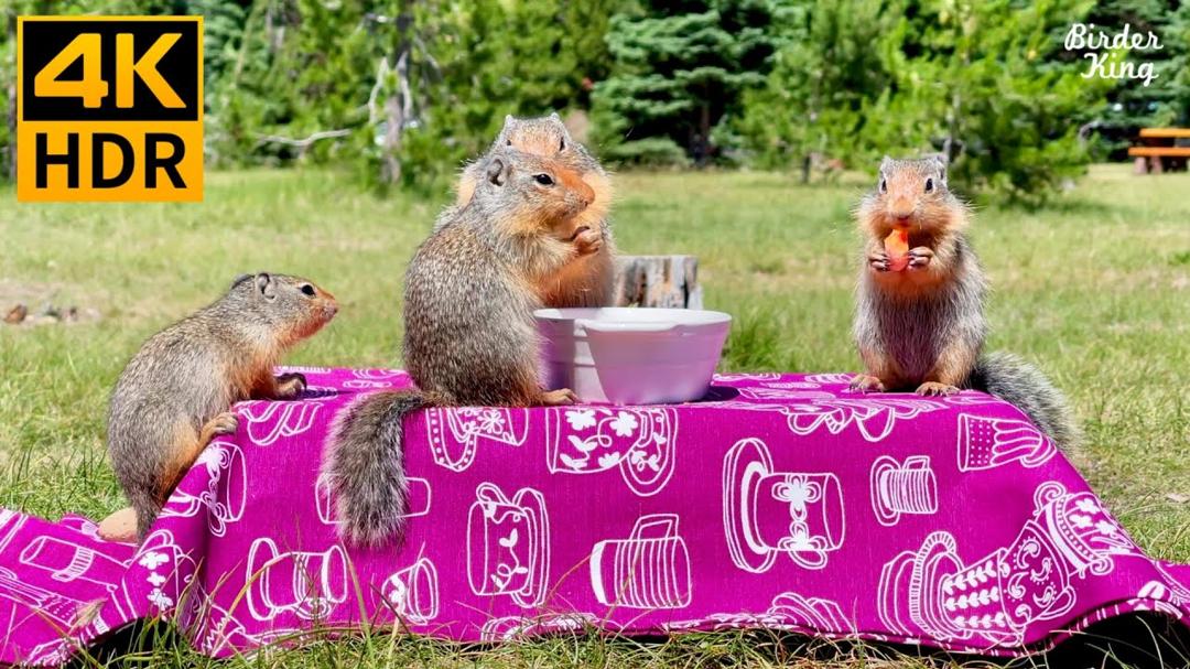 Cat TV for Cats to Watch 😺 The Cutest Squirrel Family's Picnic. Birds and Ducks. 🐦 8 Hours(4K HDR)