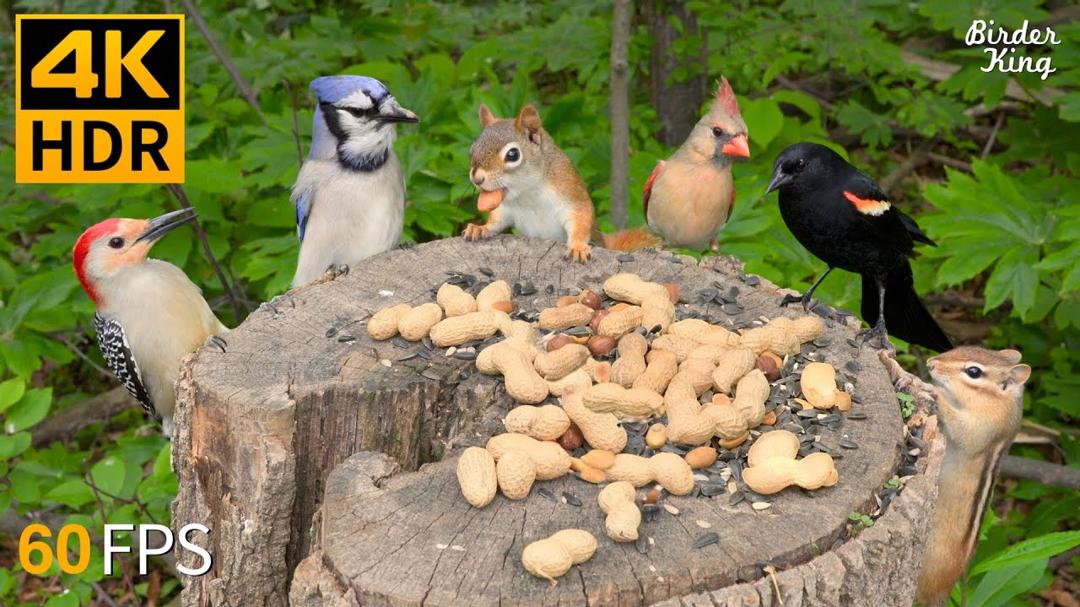 Cat TV 😺🐦 A Dinner for Cute Birds and Squirrels 🐿 Cat Games 4K HDR