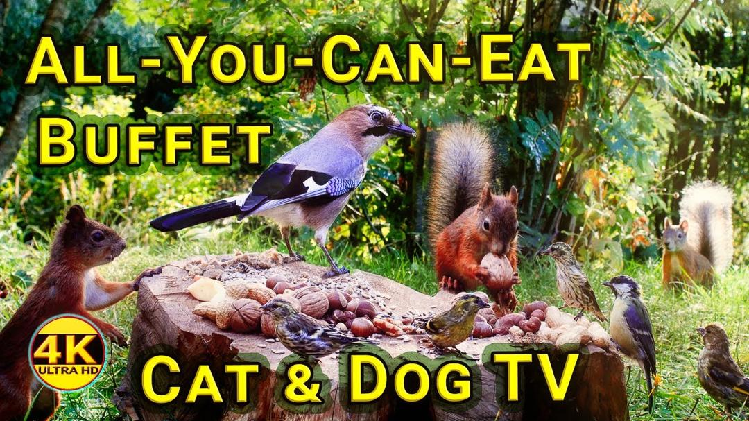 Cat & Dog TV Ultimate ASMR - 10h Fun with Red Squirrels and Fluttering Wings | No mid-roll ads