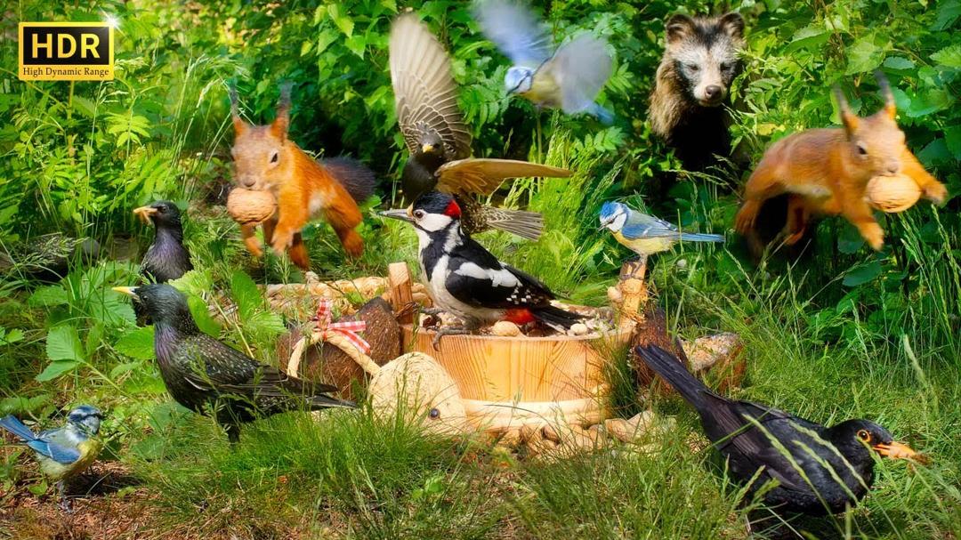 10 HOURS of Squirrels vs Birds in EPIC Hide 'N' Seek Battles!
