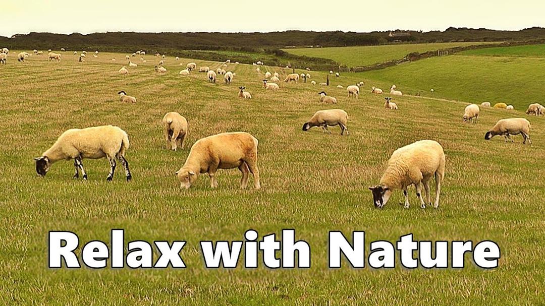 Videos for Dogs - Relax Your Dog TV - 9 HOURS of Sheep Relaxation ~ Relax with Nature
