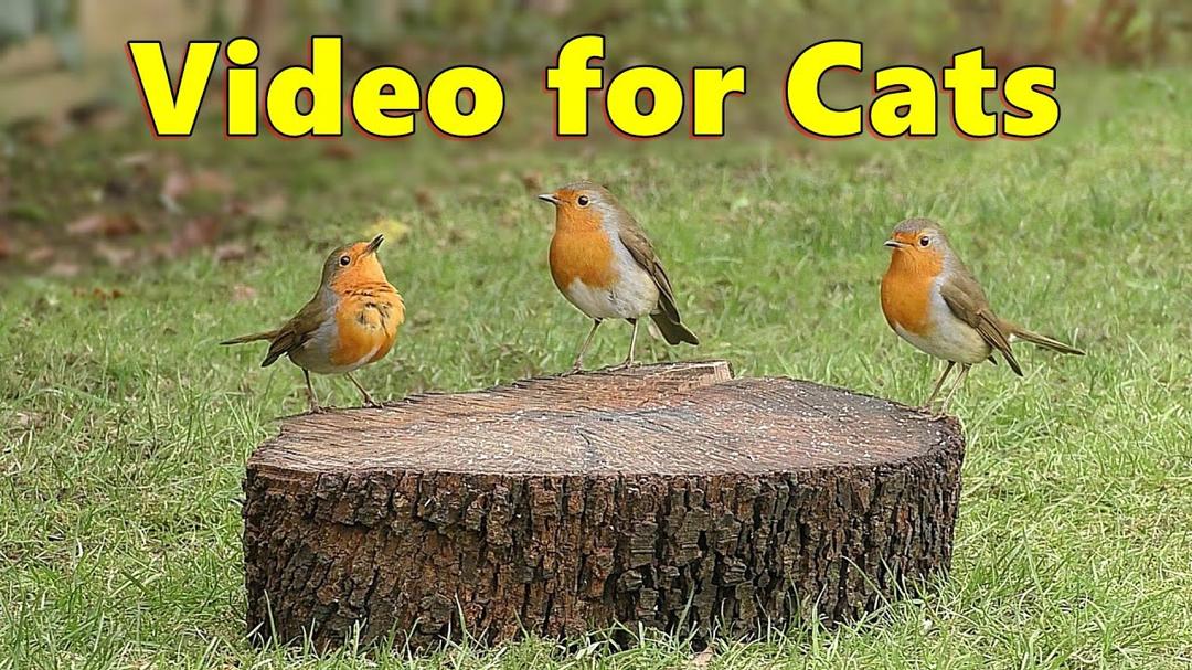Videos for Cats ~ The Prettiest Birds for Cats to Watch ⭐ 8 HOURS ⭐