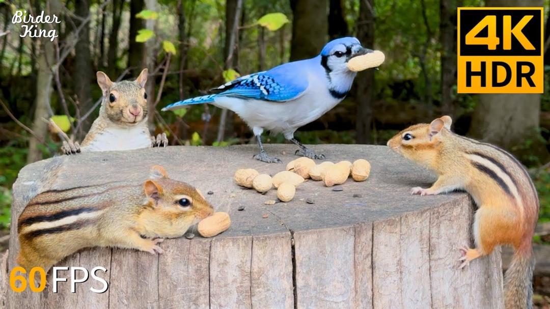 Cat TV for Cats to Watch 😺 Running Chipmunks and Blue Jay Birds Squirrels 🐿 Cat Games 4K HDR