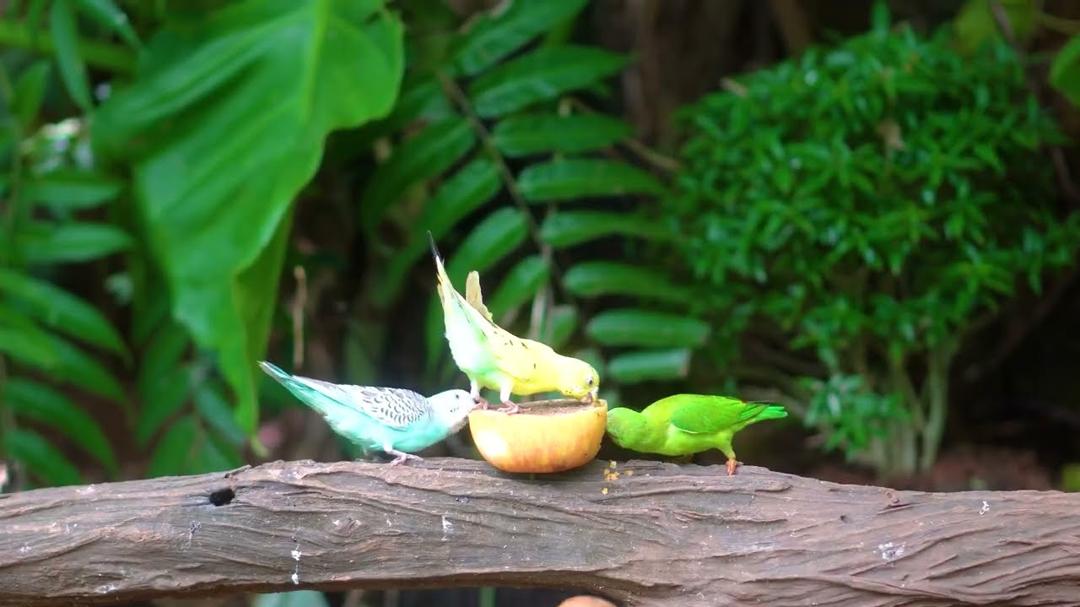 Cat TV for Cats to Watch 😻🐦‍⬛ Happy Birds Chirp Chirp Around 🌹 4K HDR Cat Games NO ADS