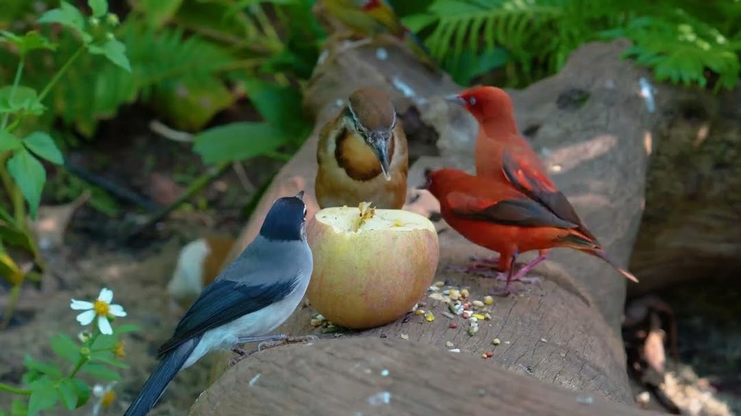 Peaceful Cat TV 😺 Backyard Birds & Squirrels Share Treats and Laughs 🐿️🕊️ 4K HDR Video