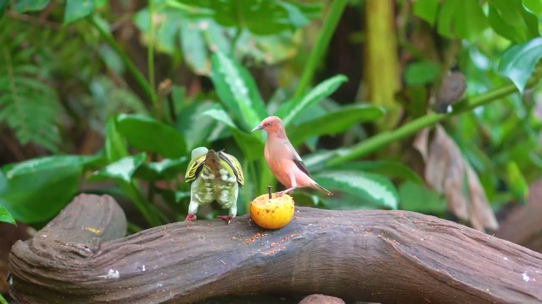 [NO ADS] Cat TV for Cats to Watch 😺🐦 Birds flap squirrels jump forest moves 🐿 Relaxing 4K HDR