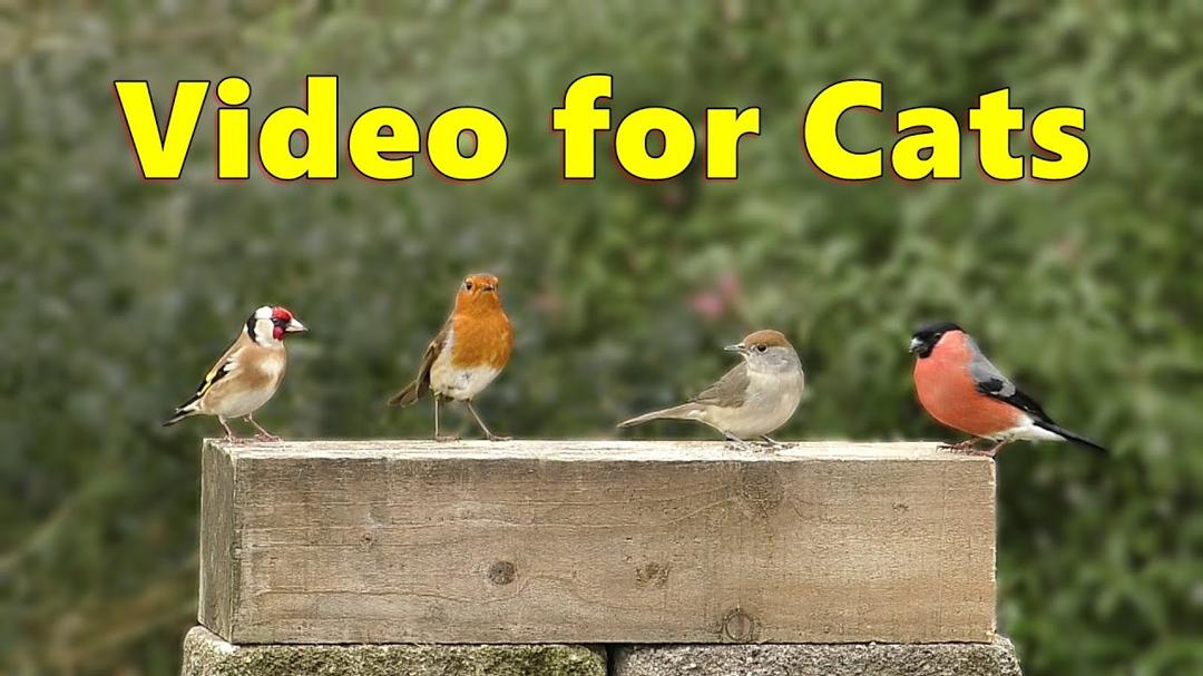 Videos for Cats ~ Birds in A Beautiful Garden ⭐ 8 HOURS ⭐