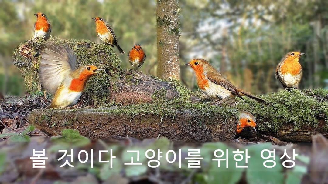 볼 것이다 고양이를 위한 영상 🐈 조류 열풍 🐦