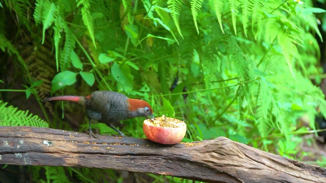 Cat TV for Cats to Watch 😺🐦 Golden Tail Squirrels! Cute Birds and Chipmunks 🐿 Cat Games 4K HDR