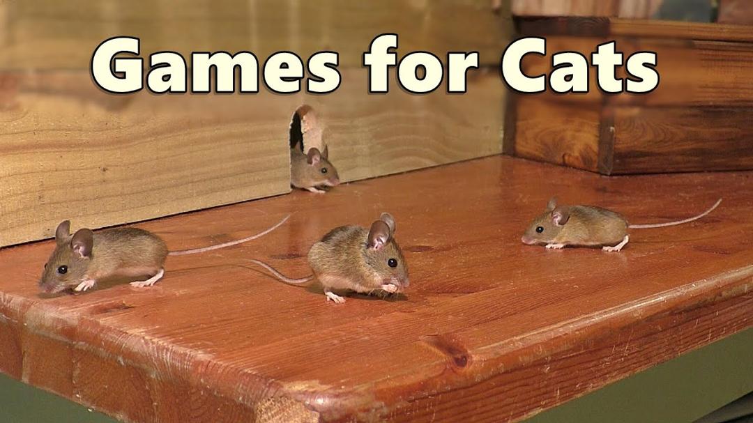Cat Games : Mouse Watch TV ~ Mice for Cats to Catch 🐭