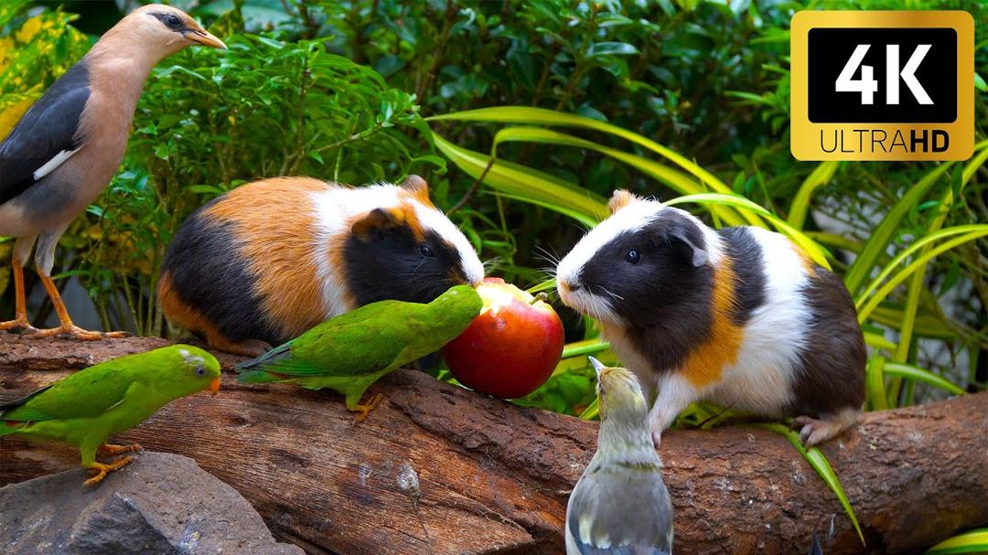 Calming Nature for Cats 😺 Birds & Guinea Pigs Enjoy a Picnic Table 🐦🐹 Perfect for Cats to Watch