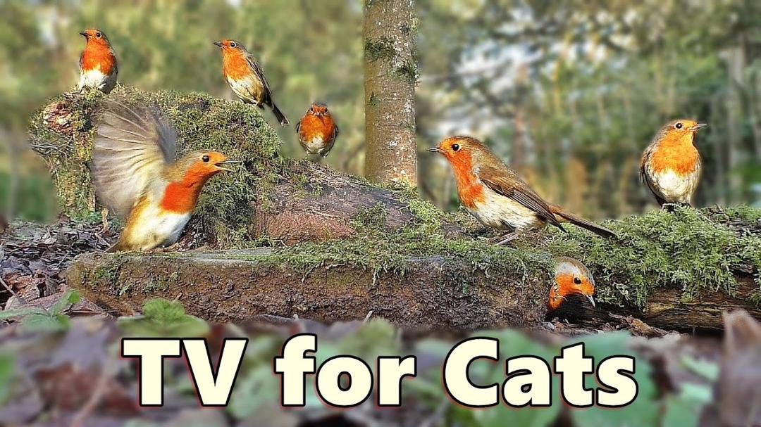 Cat TV Extravaganza ~ Birds and Squirrels Everywhere ⭐ 8 HOURS ⭐