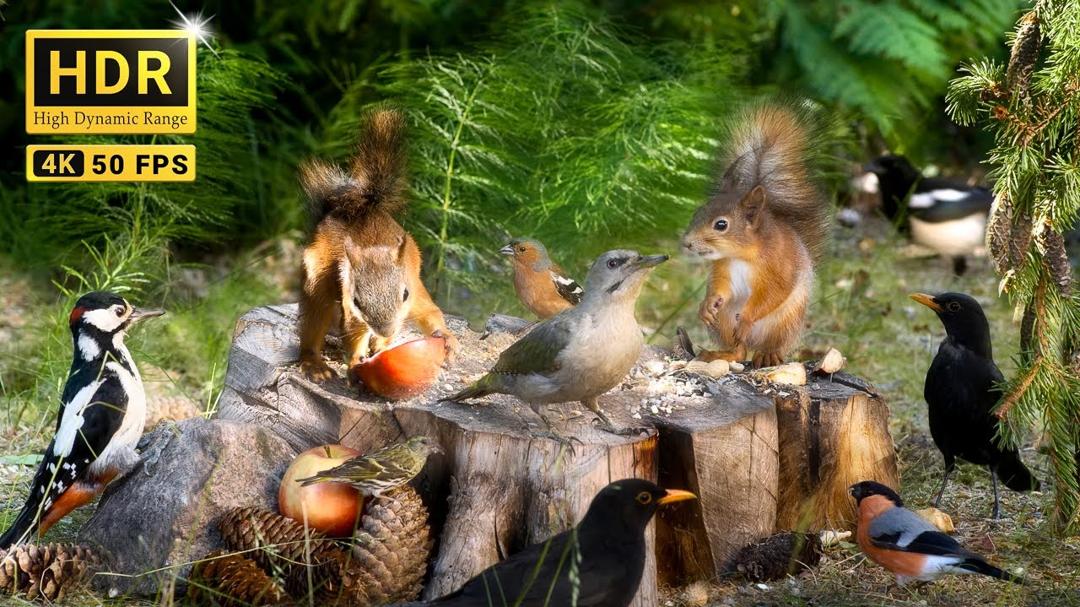 Cat TV: Birds and Squirrels Having Fun in the Magical Forest (10 hours Cat & Dog TV) 4K HDR NO ADS