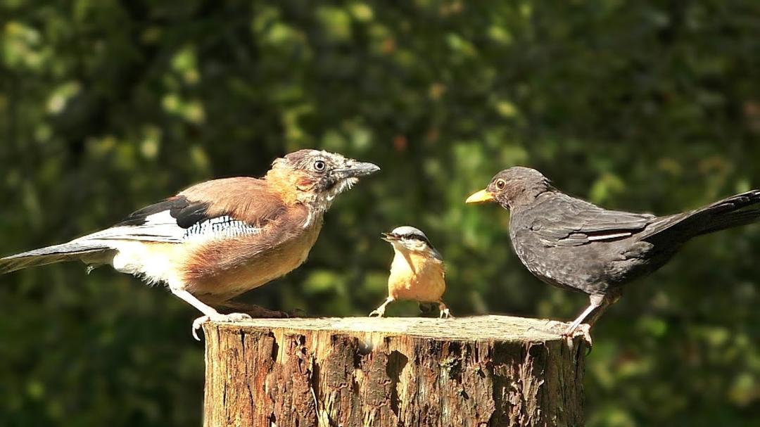 Videos für Katzen Zum Spielen - Vögel Extravaganz
