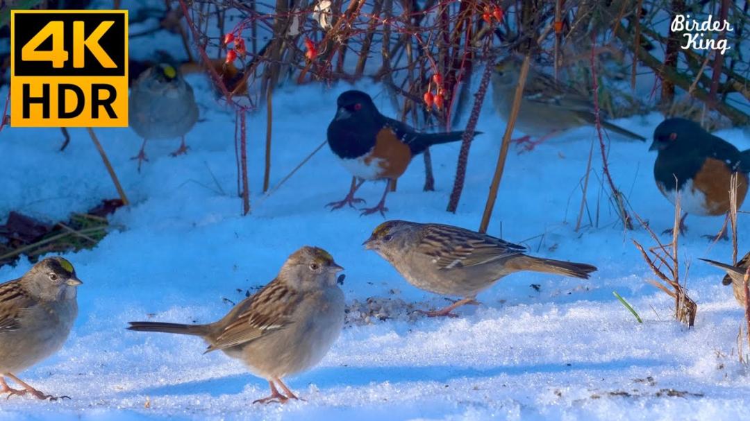 Cat TV for Cats to Watch 😺 Cute birds at winter wonderland 🐦 Chatty squirrels 🐿 8 Hours(4K HDR)