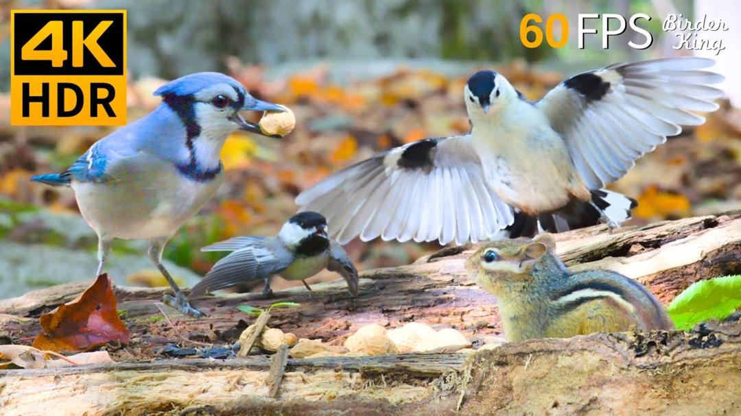 Cat TV for Cats to Watch 😻🐦 Dancing Birds and Squirrels Enjoy Fall 🍂🍁🐿 Cat Games 4K HDR