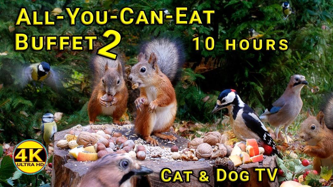 Cat & Dog TV Ultimate ASMR - Super Fun with Red Squirrels and Fluttering Wings | No mid-roll ads
