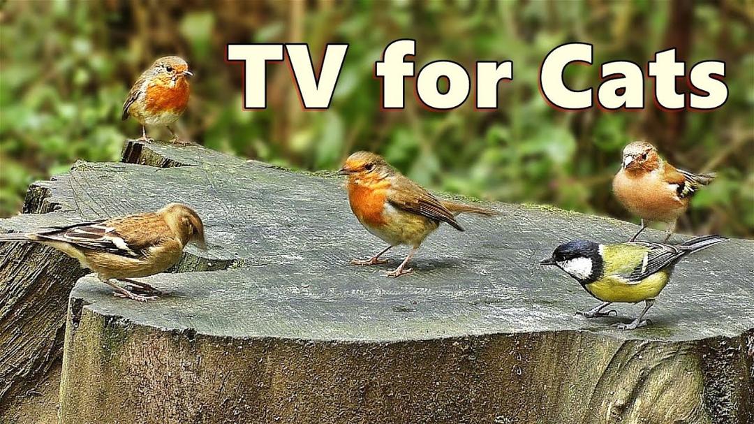 Cat TV ~ Videos for Cats to Absolutely Adore