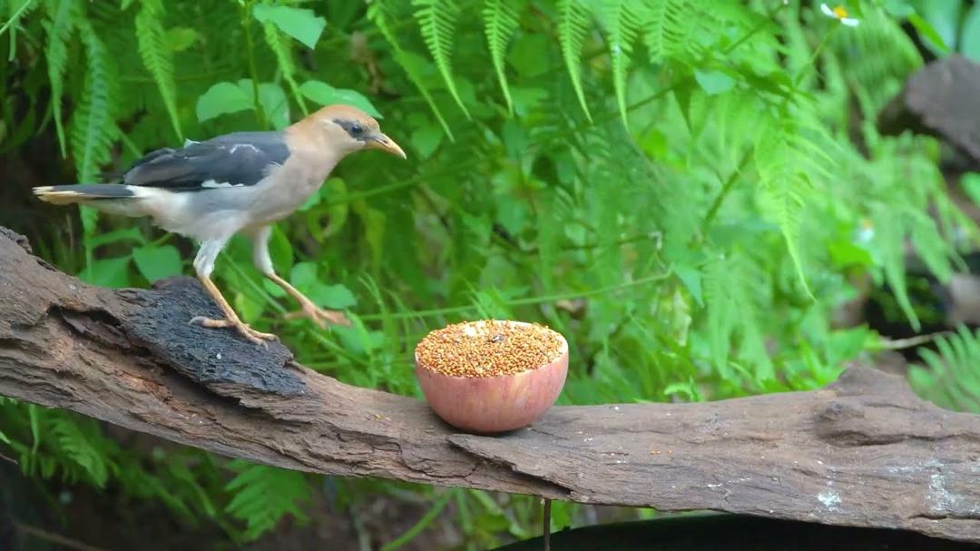 [No Ad Interruptions] Cat TV 😺 Birds & Squirrels Among Summer Flowers 🌸🐿️ Relaxing 4K for Cats