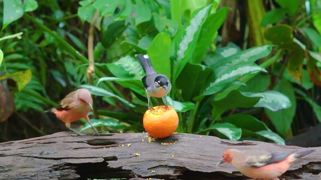 Cat TV for Cats to Watch 😺🐦 The Cutest Birds and Squirrels  🐿️ Videos for Cats to Watch 4 Hours