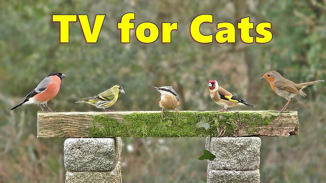 Cat TV Videos ~ Birds for Cats to Watch Extraordinaire ⭐ 10 HOURS ⭐