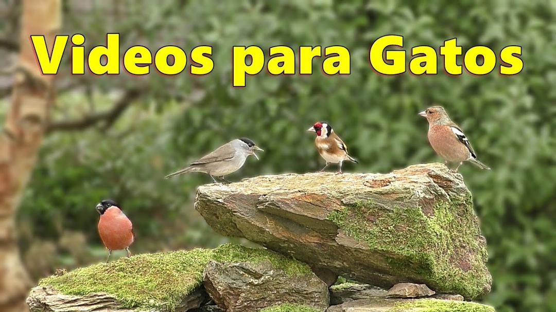 Videos de Pajaros para Gatos Deleitar