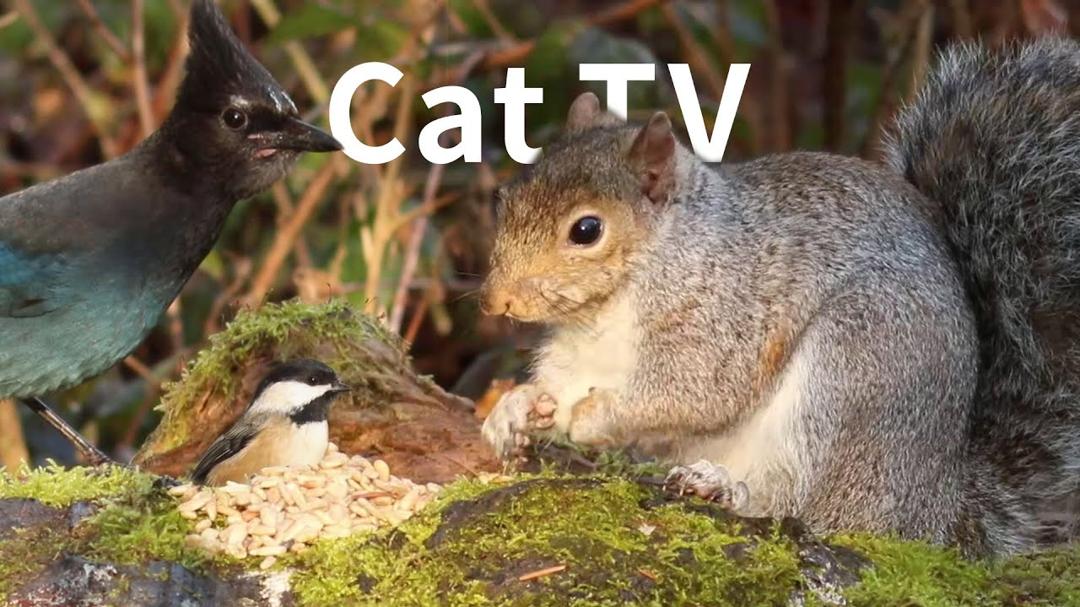 cat tv for cats to watch - Beautiful Birds and Squirrels in Canadian Forest.