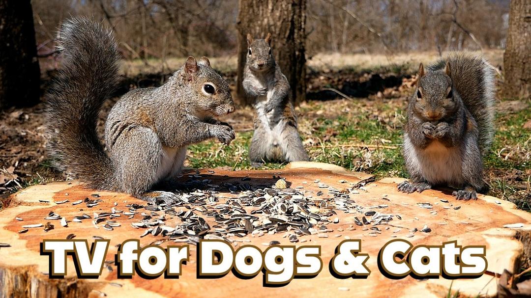 🐶😺📺 Cat & Dog TV -10 HOURS | Entertain Your Pets with Backyard Squirrels | Ambient Bird Sounds 🐦🕊️