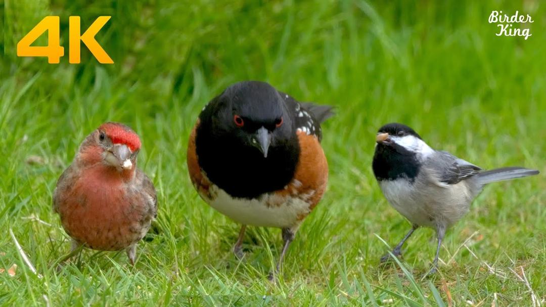 8 Hour Cat TV Birds and Squirrels 😺🐿 Dog TV 🐶Sparrows Take Dust Baths 🛀 Cute Chipmunk