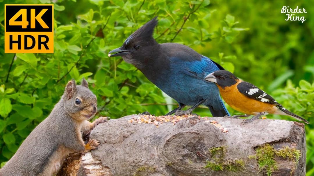 Cat TV for Cats to Watch 😺 Beautiful birds and cute squirrels 🐦🐿 8 Hours(4K HDR)