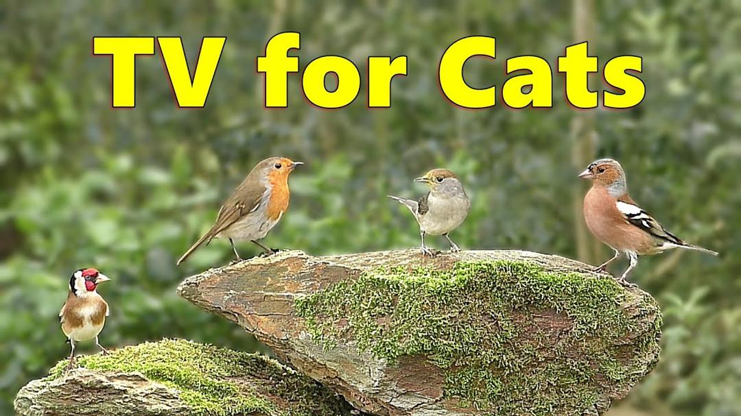 Cat TV Sensation ~ Birds of Beauty Videos for Cats to Watch ⭐ 8 HOURS ⭐