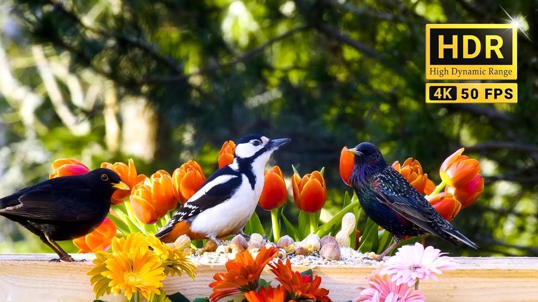 TV for Cats and Dogs😽🐕  Fantastic SPRING BIRDS and their songs 🎶 8 hrs 4K HDR