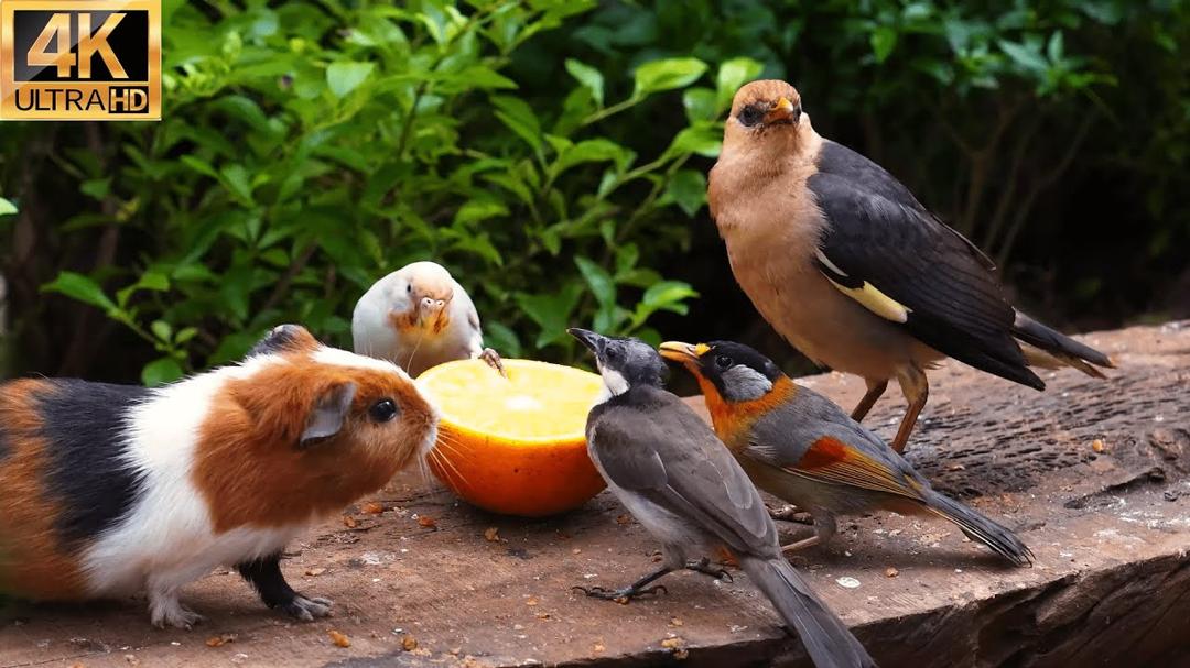 Ad-Free 10-Hour Cat TV 😺: 4K HDR Fun with Birds 🐦 & Mice Flocking to the Birdtables
