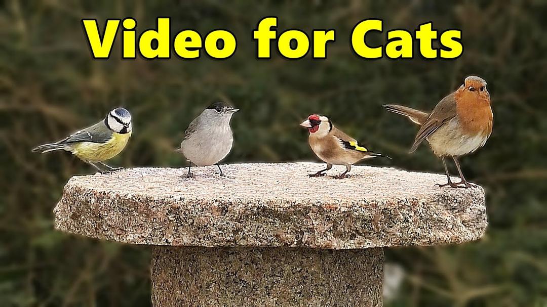 Birds for Cats to Watch ~ Birds of Many Colours ⭐8 HOURS⭐ NEW ✔️