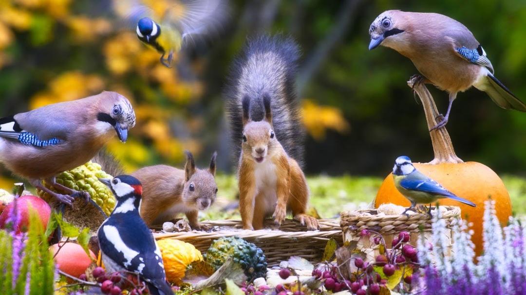 CAT TV NO ADS😻 Squirrels Jays Birds and More🦜 Relaxing Nature for You and your Dog