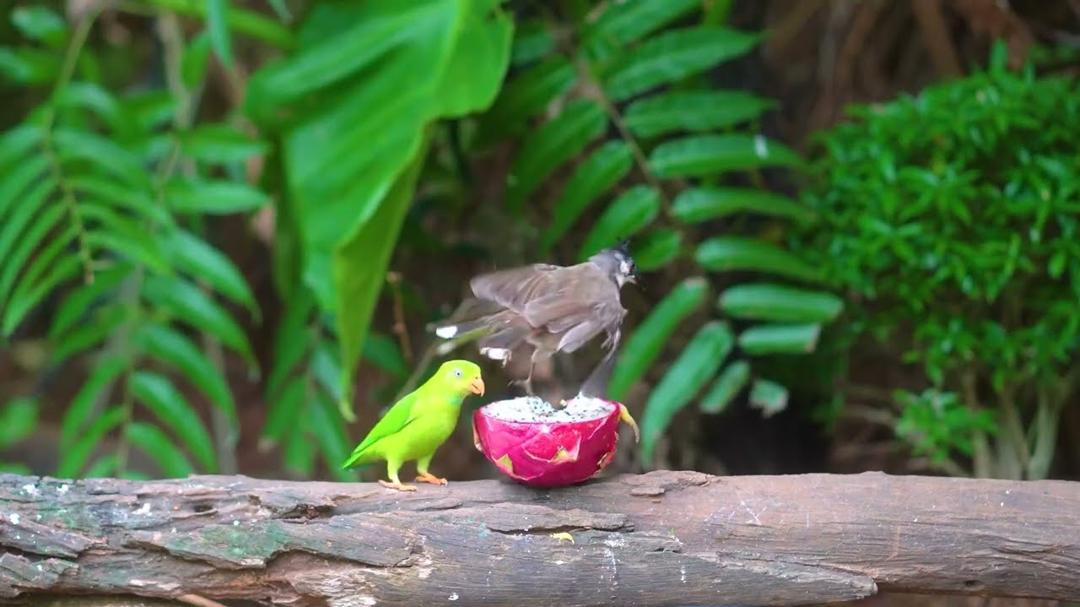 Must-Watch CAT TV NO ADS 😻 Birds & Squirrels Forage by the Logs 🕊️ Relaxing 4K HDR 60FPS